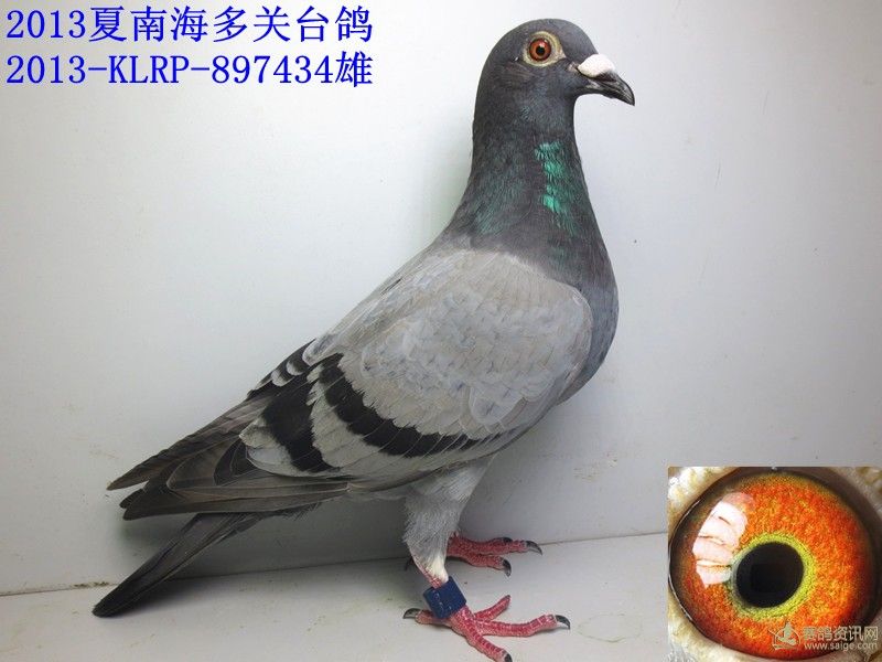 唐山火车头信鸽协会