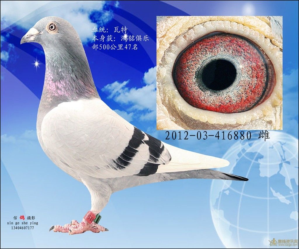 相册- 瓦特种鸽