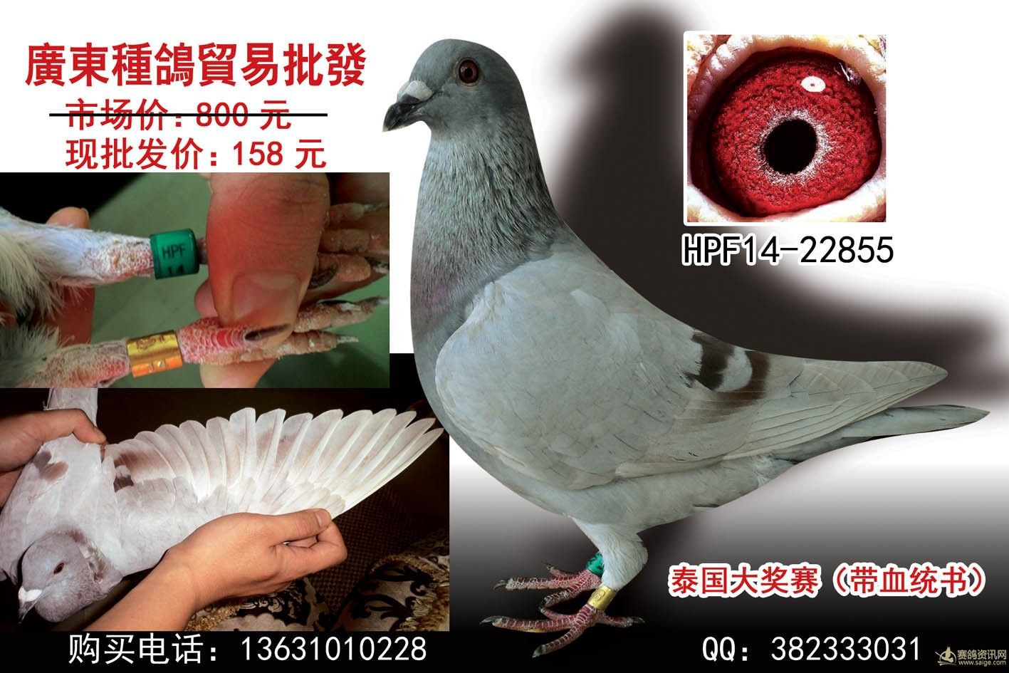 广东种鸽贸易中心