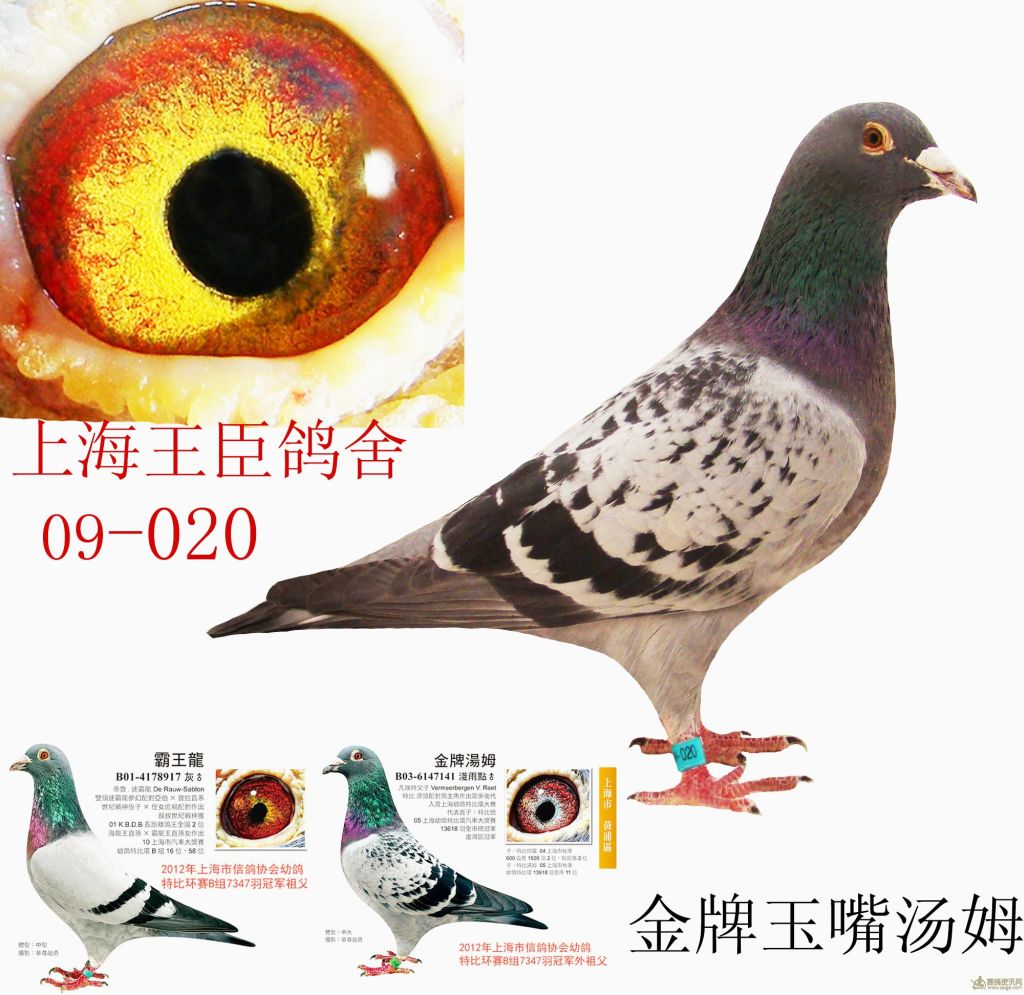 全中国最当红鸽主  上海王臣鸽舍种鸽  血统:金牌汤姆