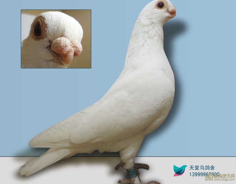高级观赏鸽,超级赛鸽