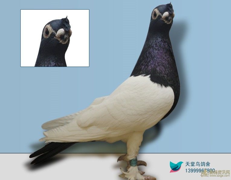 高级观赏鸽,超级赛鸽