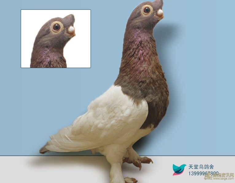 高级观赏鸽,超级赛鸽