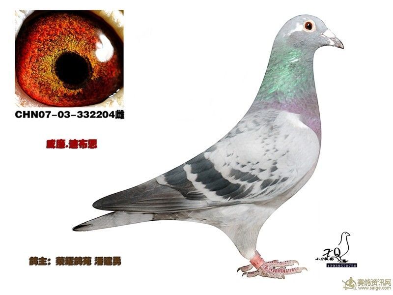 威廉迪布恩种鸽