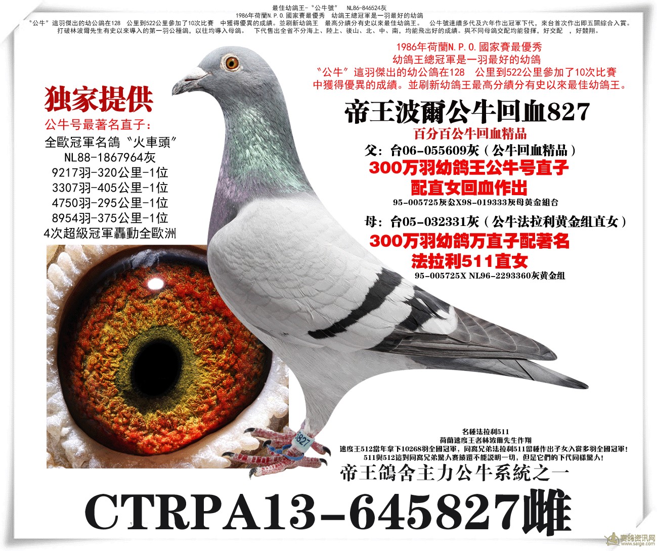 台湾帝王鸽业