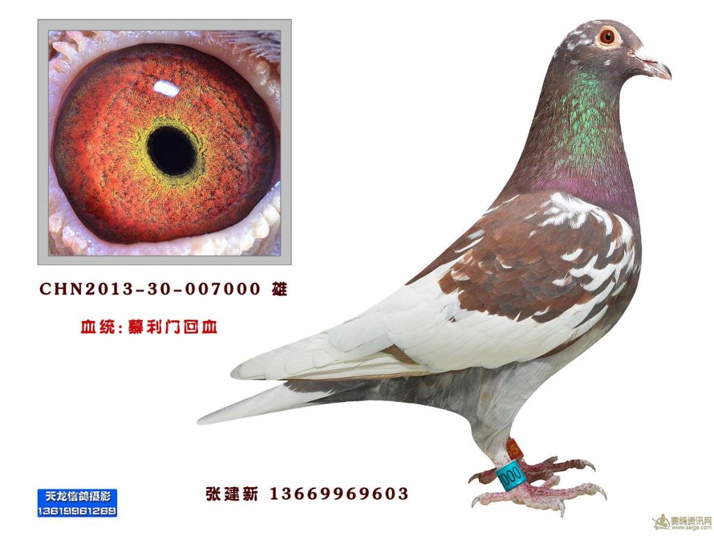 金板极品米歇尔贝克杨阿腾、慕力门新疆张建新