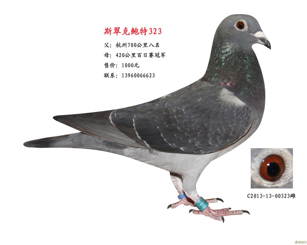 斯翠鲍特323_相册_漳州正行昌鸽舍 - 赛鸽资讯网