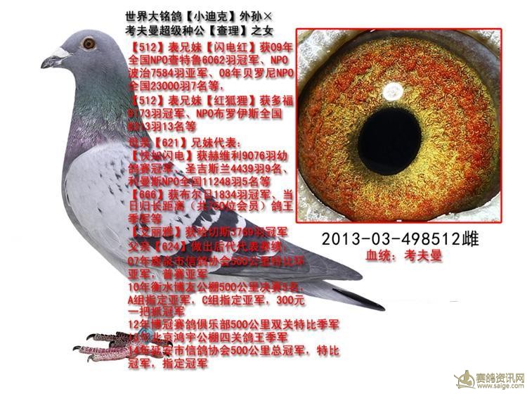 考夫曼_相册_锦翔鸽舍 - 赛鸽资讯网