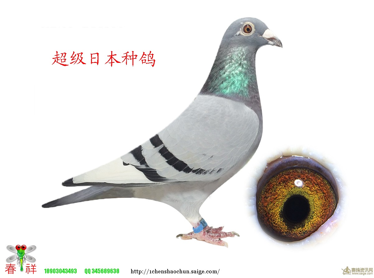 日本种鸽_相册_参臣鸽舍 - 赛鸽资讯网