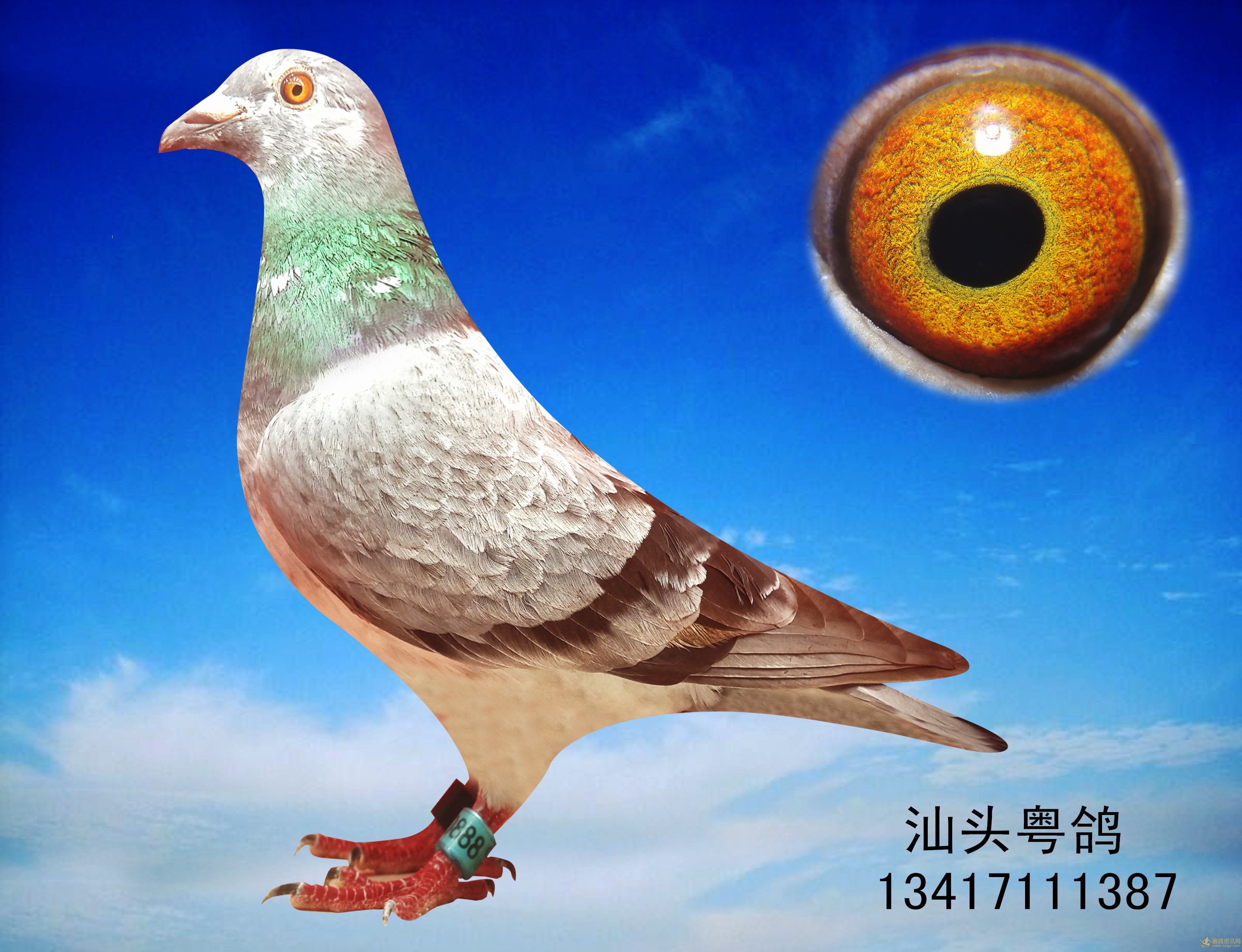 2013_相册_汕头粤鸽-李粤 - 赛鸽资讯网