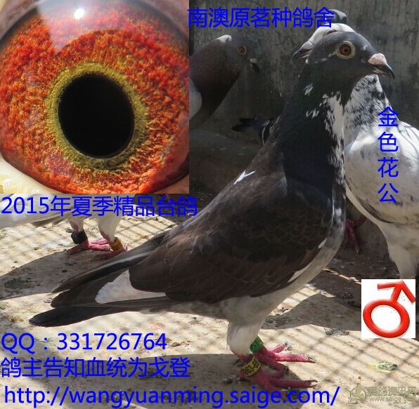 鸽主告知血统是戈登