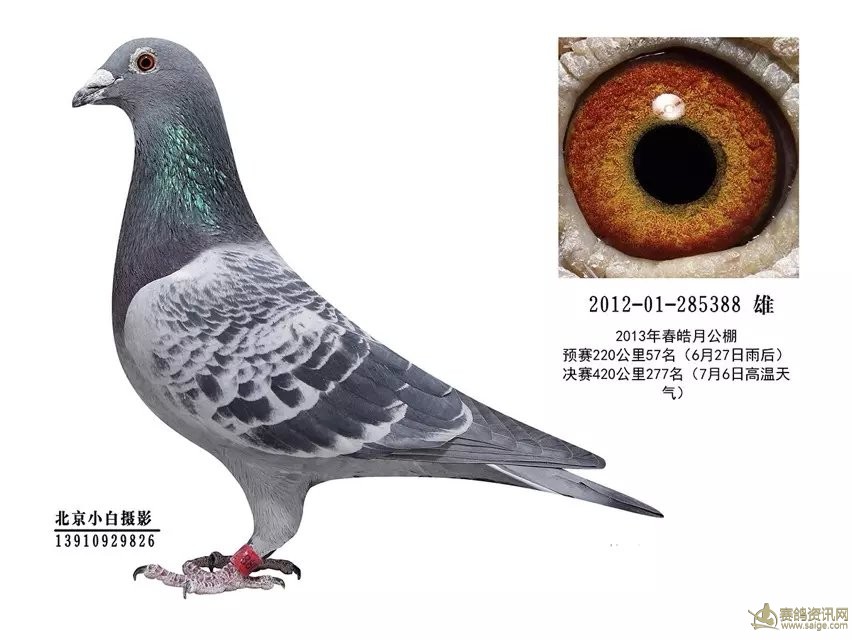 公棚成绩鸽