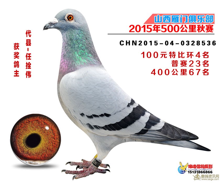 代县雁门赛鸽俱乐部