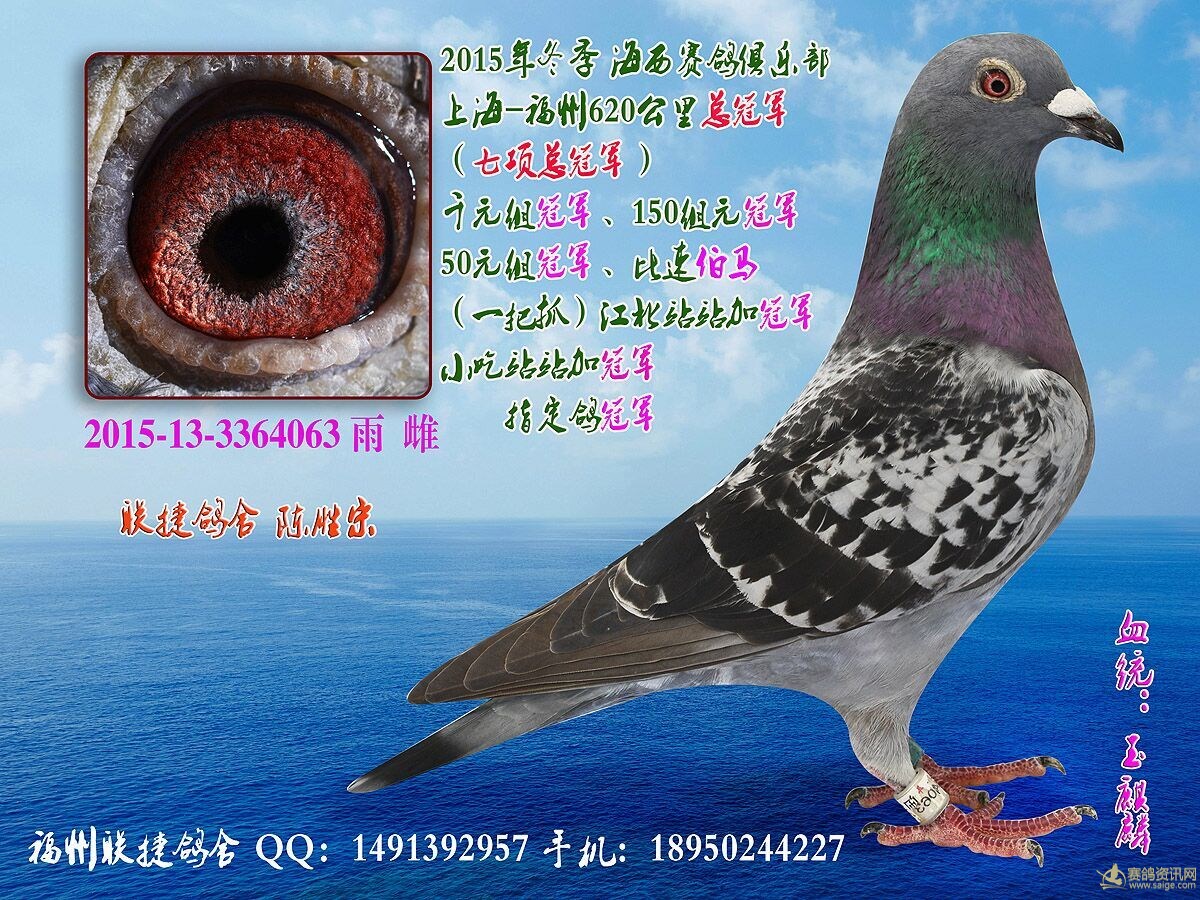 2015年北线七项总冠军_相册_福州联捷鸽舍 - 赛鸽资讯