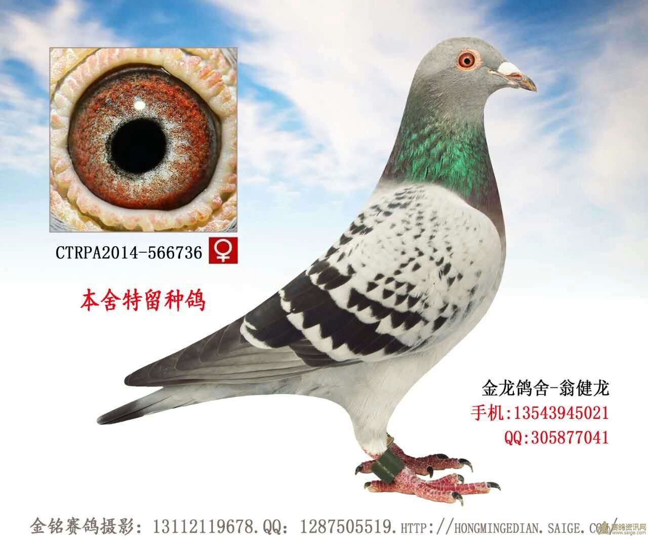 金龙鸽舍-翁健龙