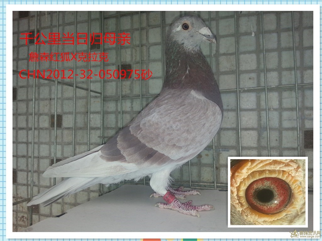 红石板_相册_无名鸽a - 赛鸽资讯网