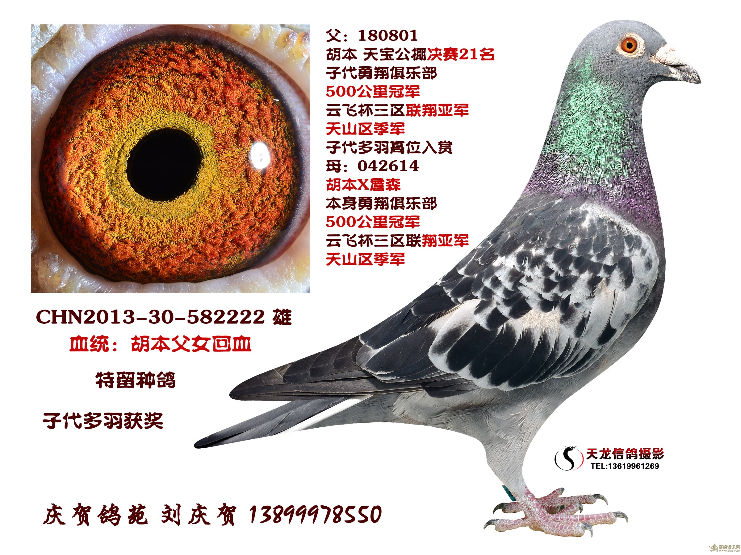 胡本詹森刘庆贺种鸽