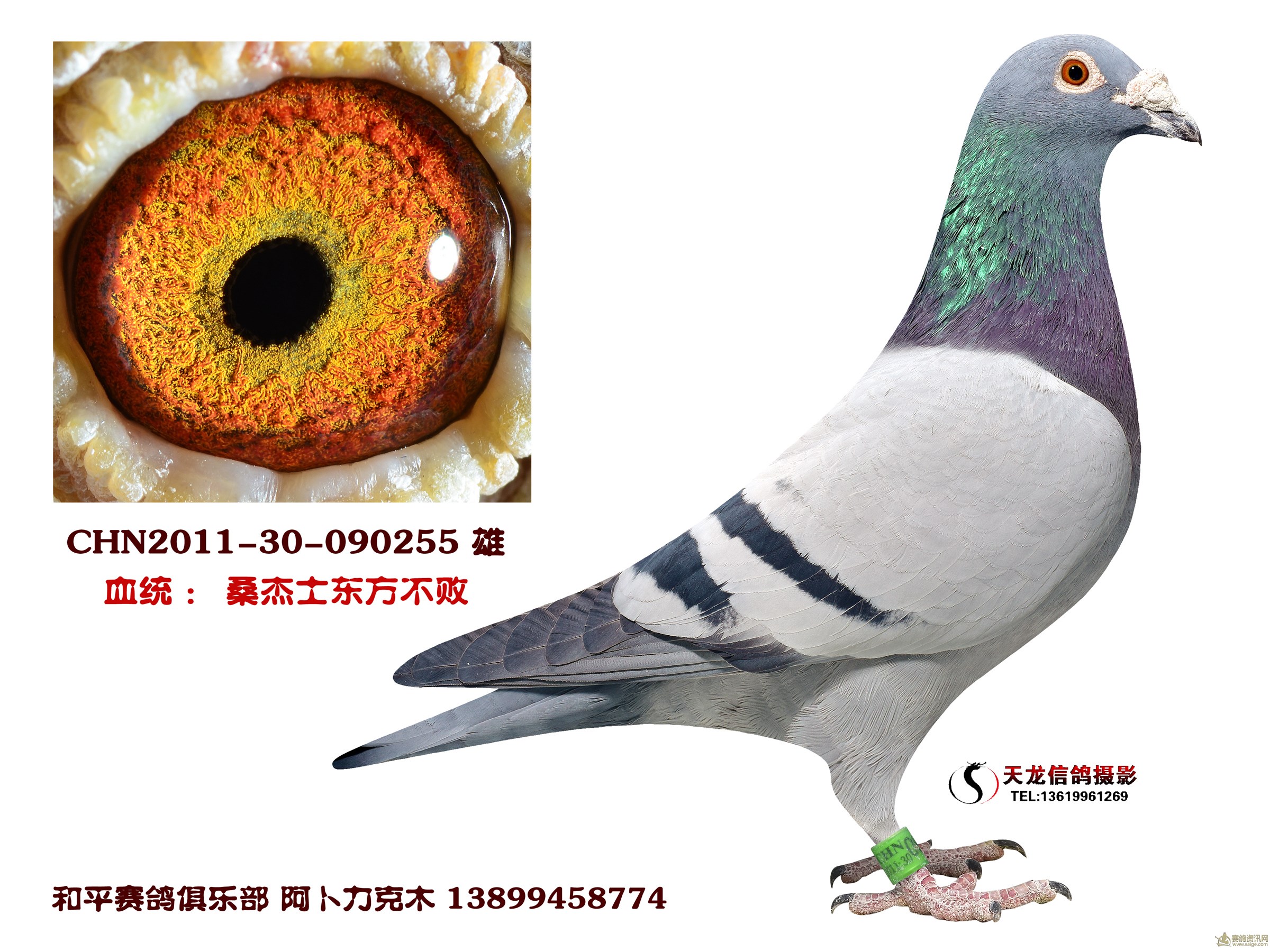 桑杰士东方不败,火箭 和平俱乐部阿卜力克种鸽欣赏