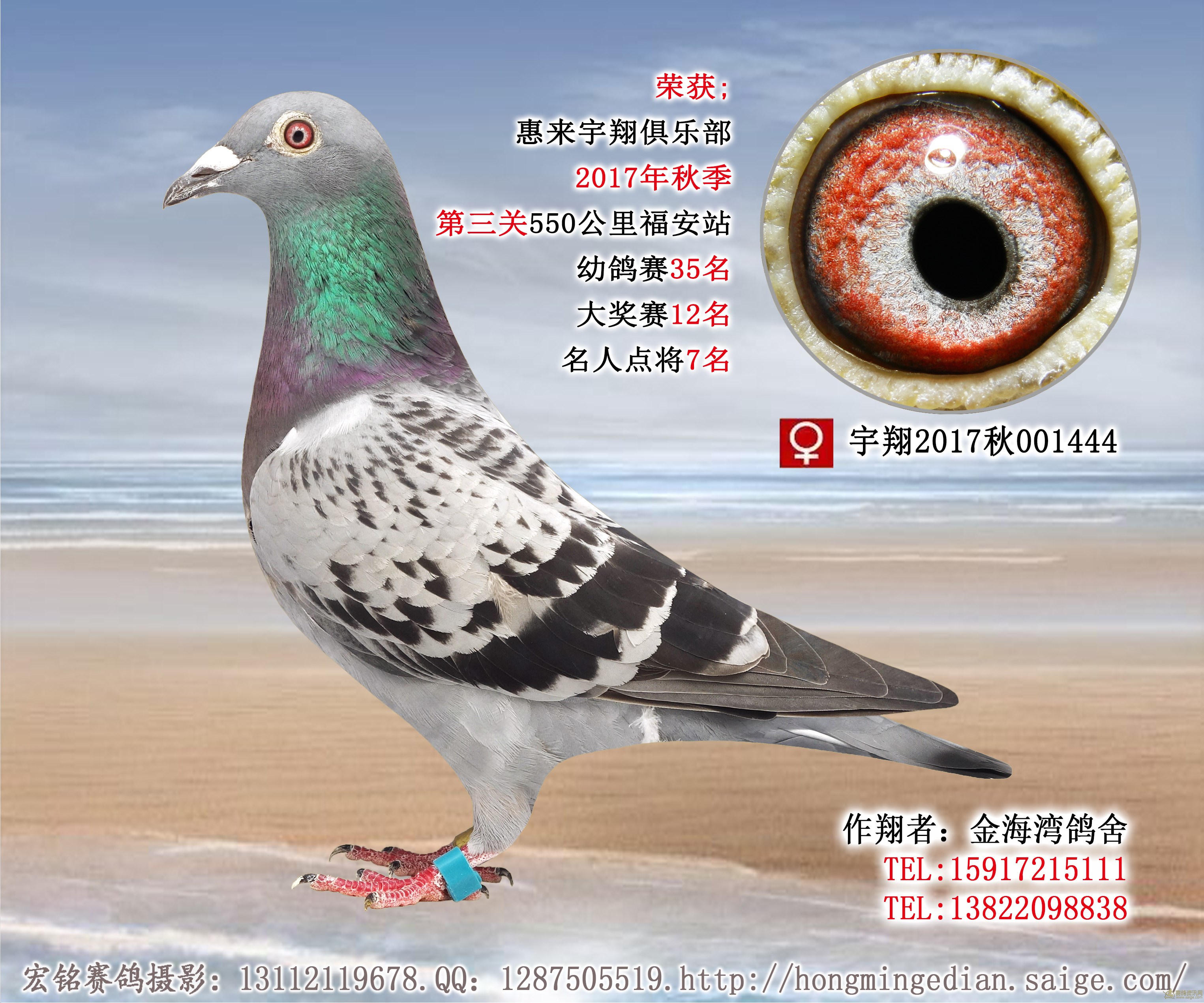 广东金海湾鸽舍