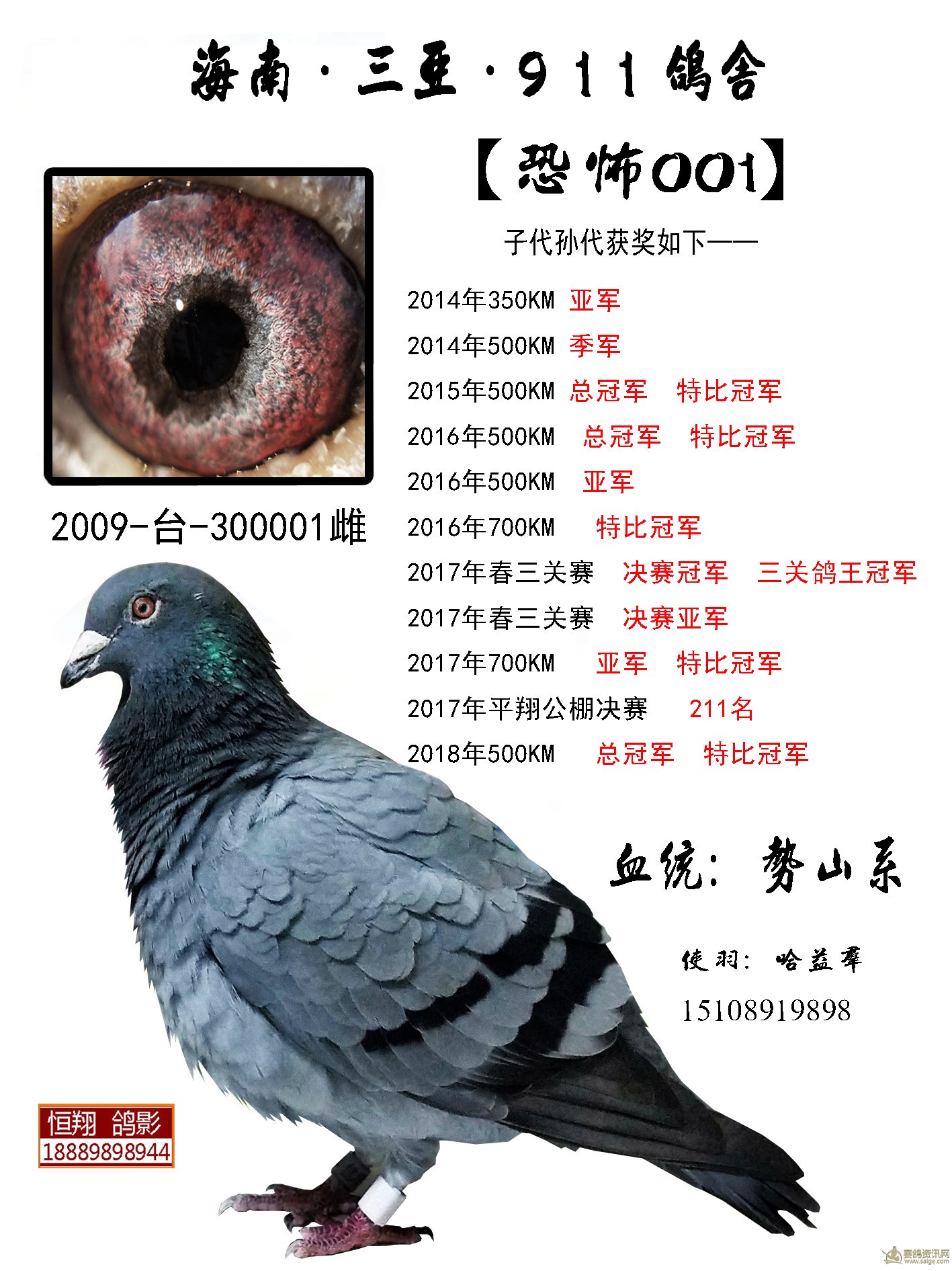 相册- 恒翔赛鸽·种鸽欣赏