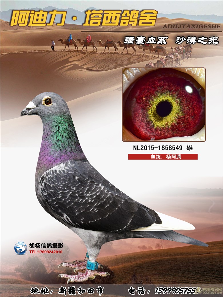 相册- 阿迪力·塔西 甘纳斯桑杰士种鸽欣赏