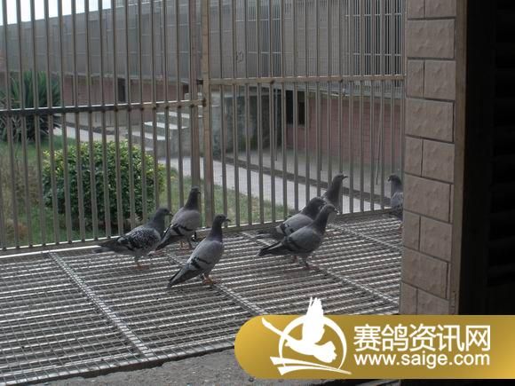 翠枫园幼鸽图片 _公棚动态_贵州翠枫园赛鸽中心