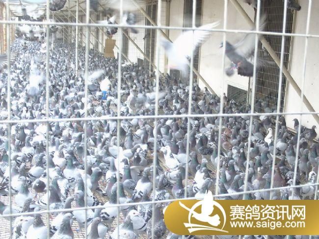 85����ѵ��