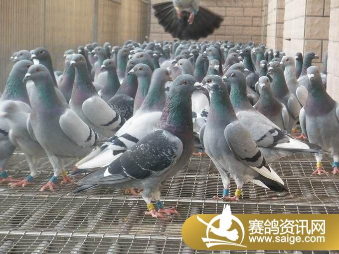 翠枫园赛鸽中心幼鸽生活图片