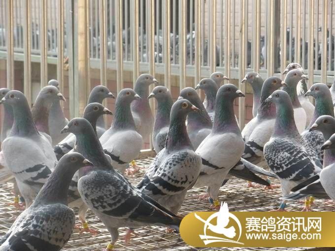 翠枫园赛鸽中心幼鸽生活图片