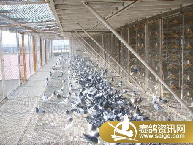 500�������ǰǿ�ɡ�ιʳ