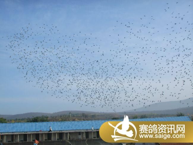 500�������ǰǿ�ɡ�ιʳ