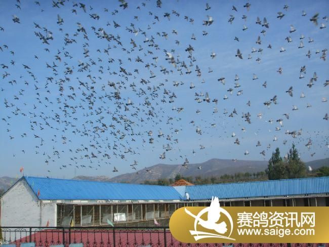 500�������ǰǿ�ɡ�ιʳ