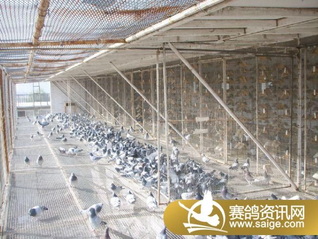 500�������ǰǿ�ɡ�ιʳ