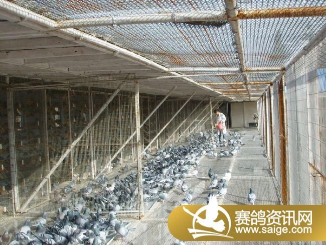 500�������ǰǿ�ɡ�ιʳ