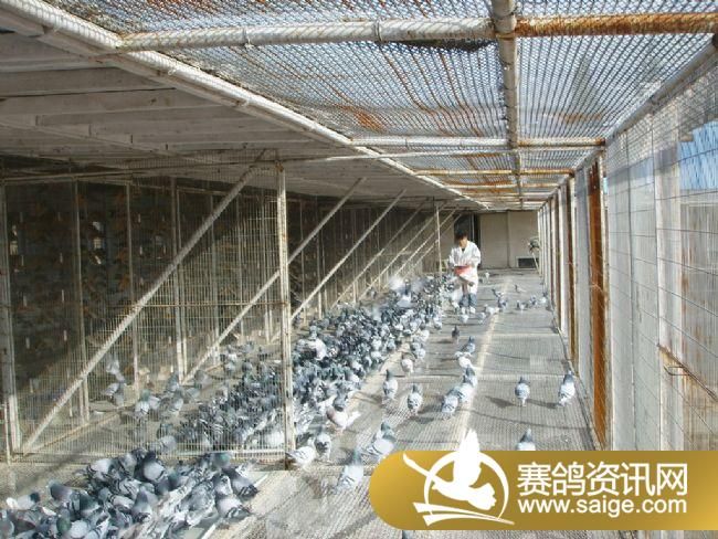 500�������ǿǿ�ɡ�ιʳ