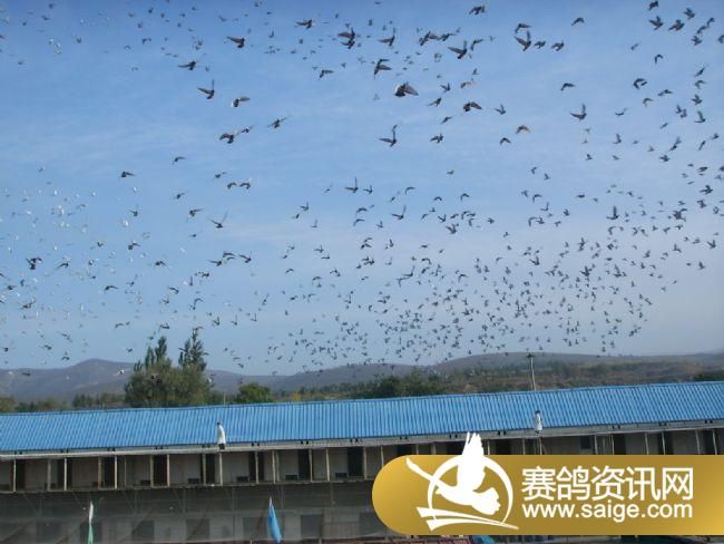 500�������ǰǿ�ɡ�ιʳ