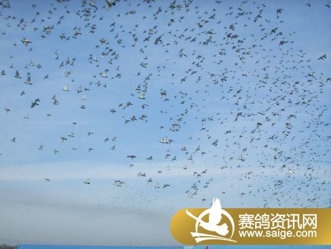 500�������ǰǿ�ɡ�ιʳ