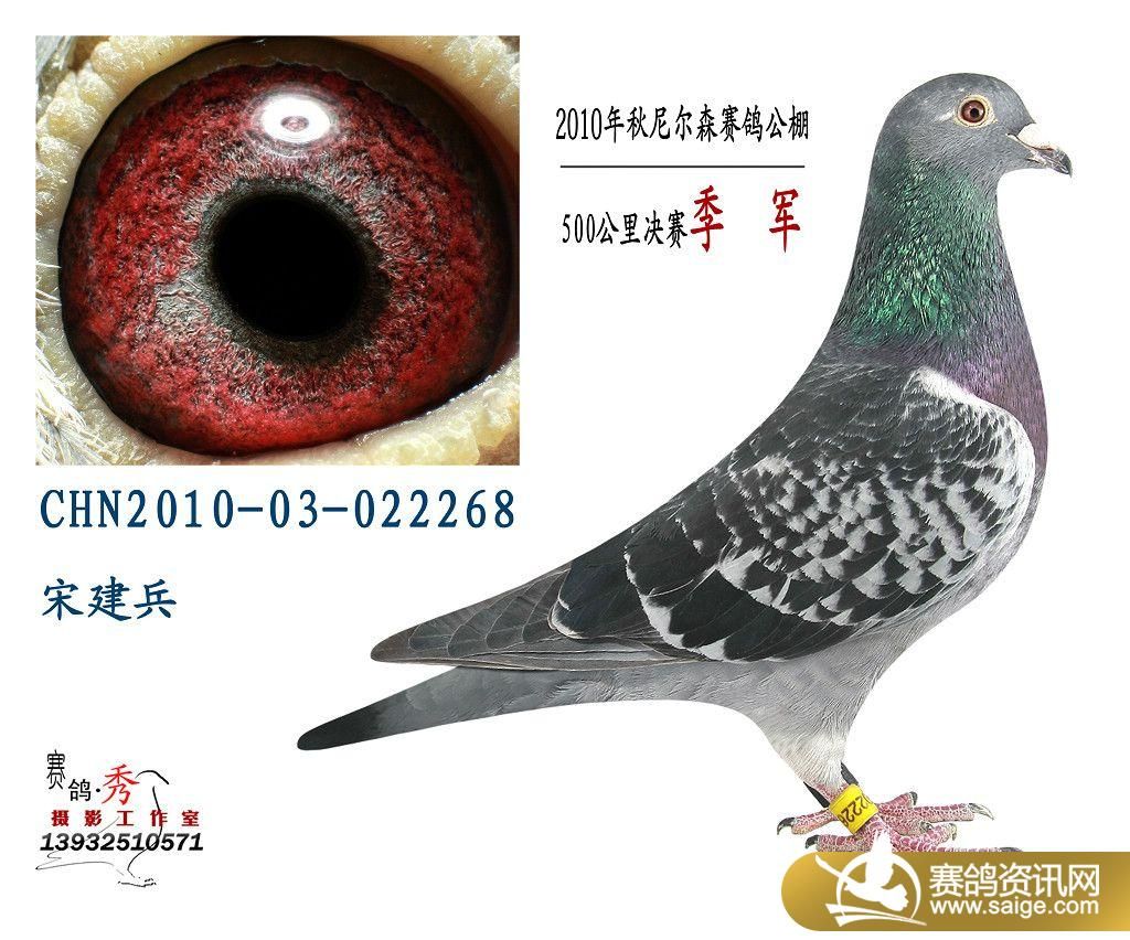 唐山尼尔森500公里赛鸽1-20名欣赏_公棚动态_唐山赛鸽