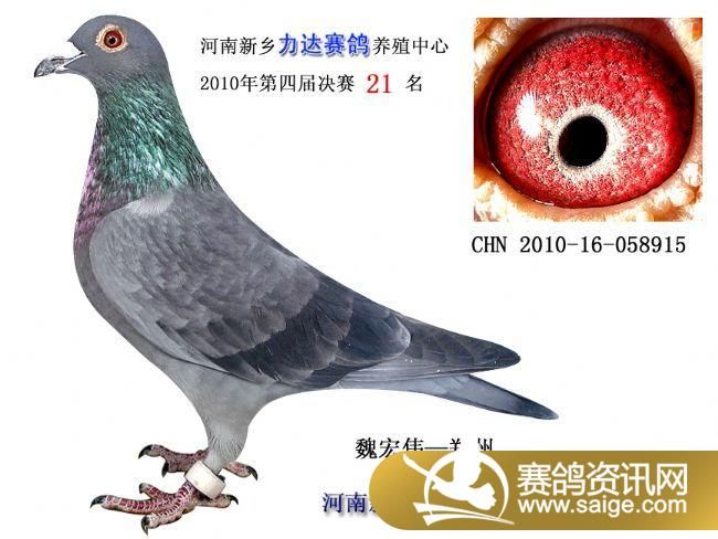 鸽子怎么养多久 g_1852d95b-5714-49a6-a251-32e08a7654d1.jpg