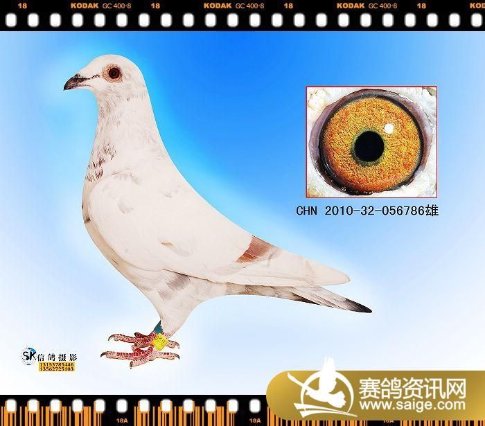 售麒麟花_m03_神舟鸽舍"海霸王-孙建设 赛鸽资讯网