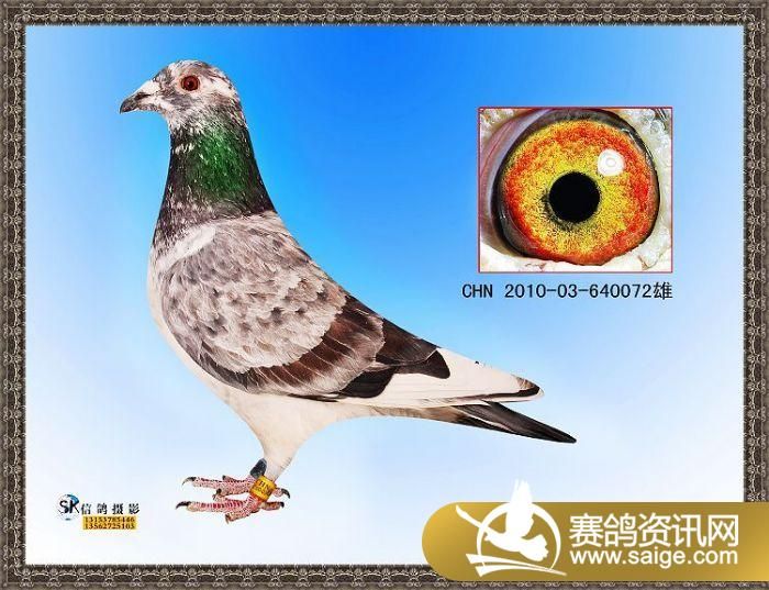 售麒麟花_m03_神舟鸽舍"海霸王-孙建设 赛鸽资讯网