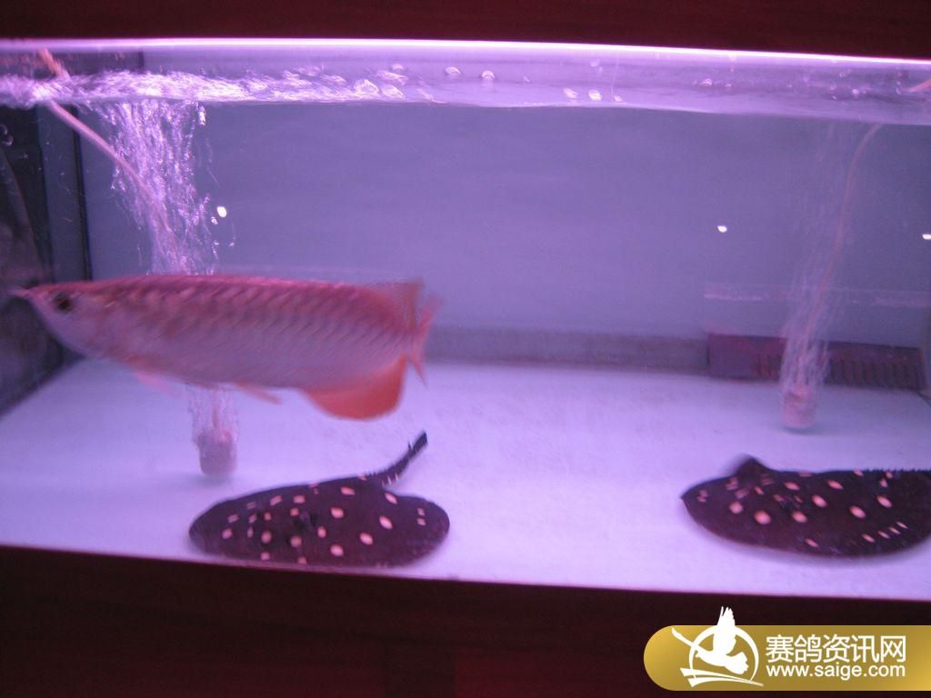 兆佳水族馆缸鱼,金龙鱼