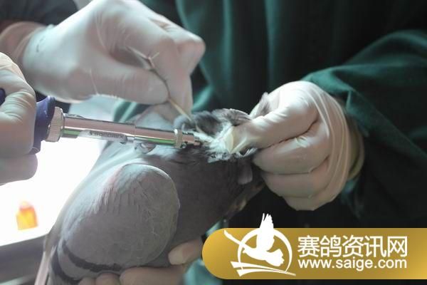 湖北博达赛鸽公棚幼鸽注射疫苗图片_公棚动态