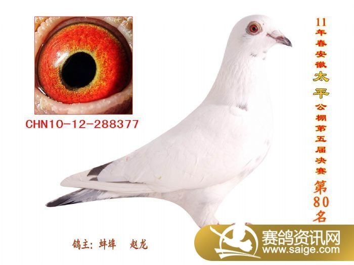 2011年安徽蚌埠太平公棚获奖鸽照片(1-100名