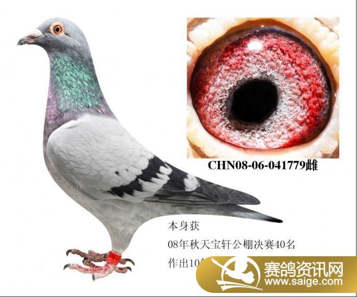 好鸽子_公棚动态_吉林省四平天宝轩公棚