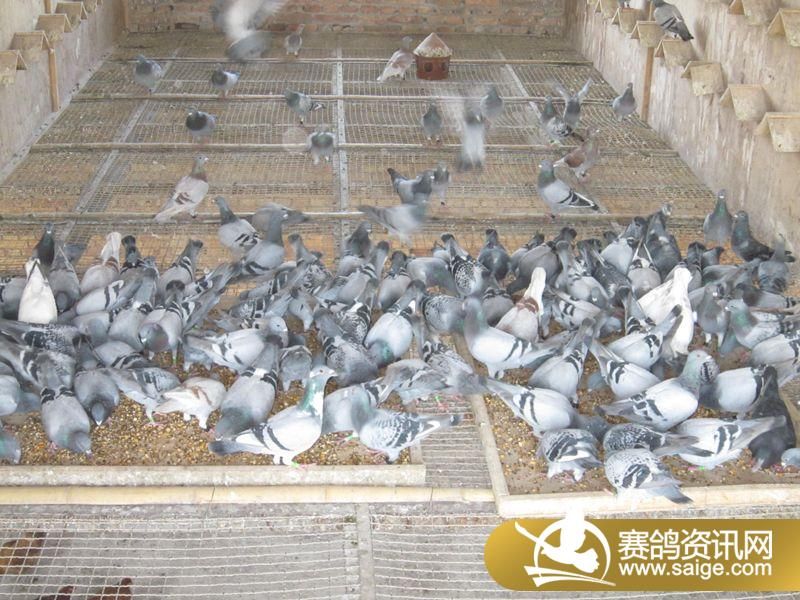 信鸽公棚获奖鸽翅膀_公棚获奖鸽翅膀图片 公棚冠军 ...