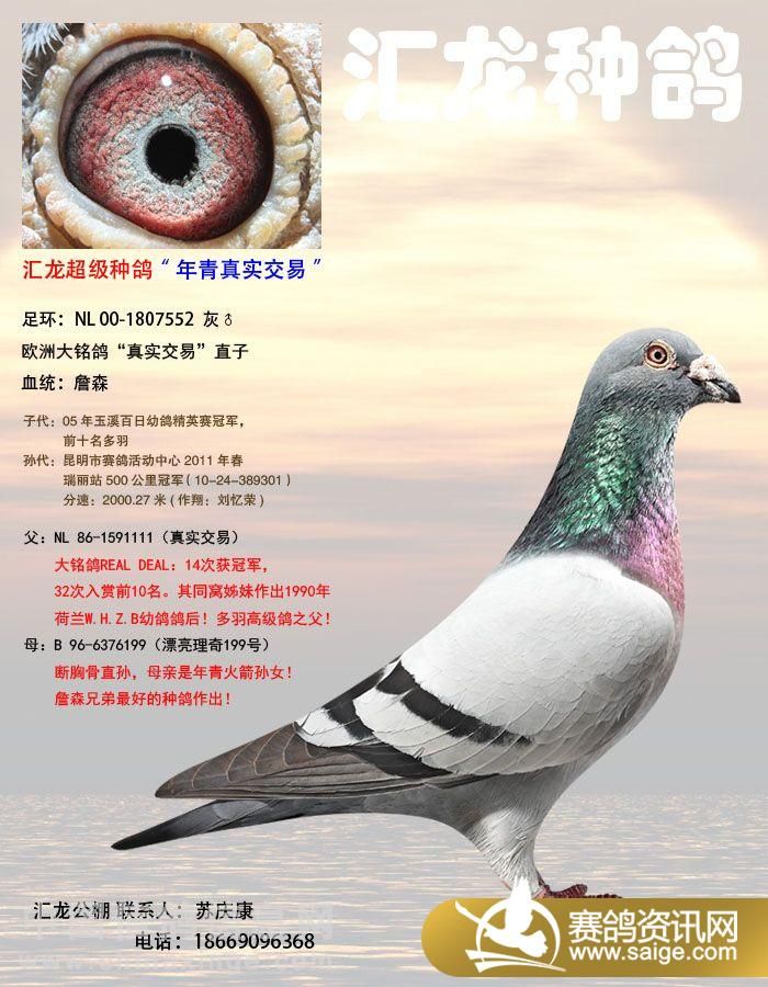 玉溪汇龙公棚种鸽欣赏(图片)