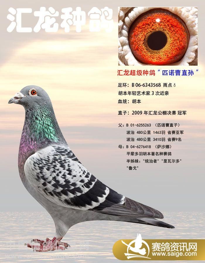 玉溪汇龙公棚种鸽欣赏(图片)