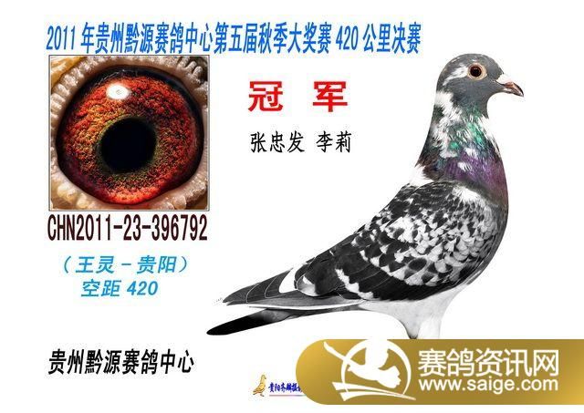 黔源决赛前10<em>名</em>鸽子<em>照片</em>_公棚动态_贵州黔源