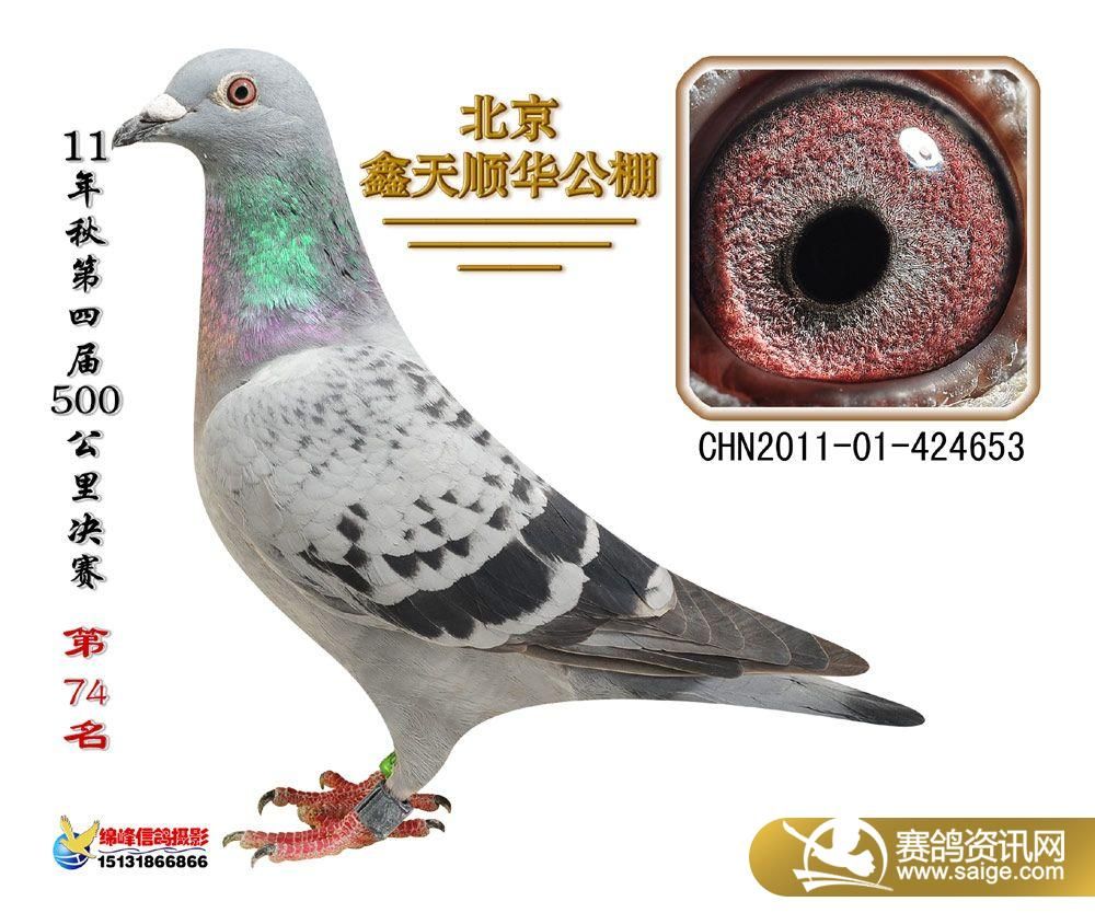 信鸽和普通鸽子能一起养吗 g_61fe56e5-5abb-4bc4-834d-fc5e796f86ca.jpg